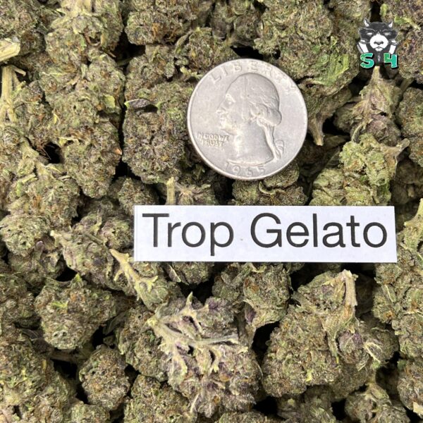 Trop Gelato - T12 - Image 3