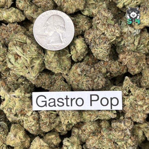 Gastro Pop - T12 - Image 3