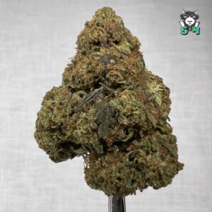 Guava Gelato - T12