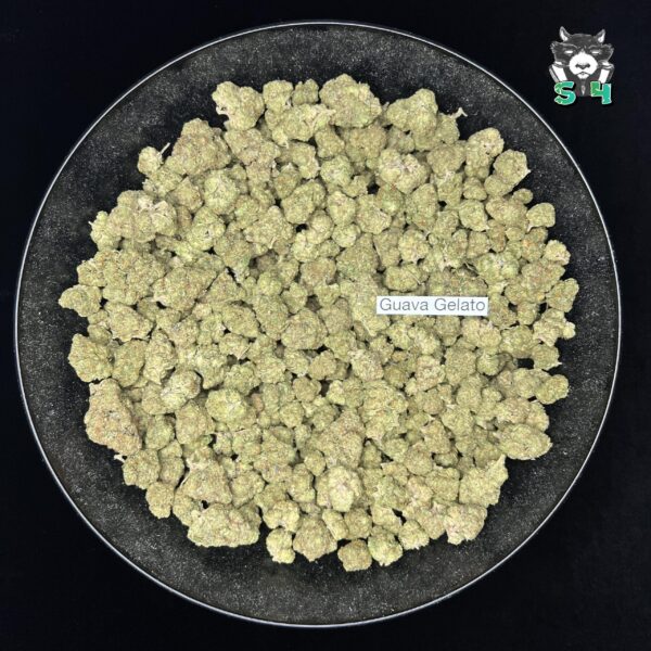 Guava Gelato - T12 - Image 2