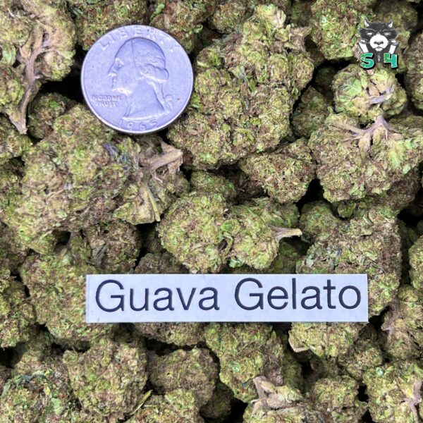 Guava Gelato - T12 - Image 3