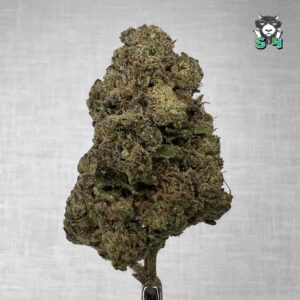Hashburger - T12