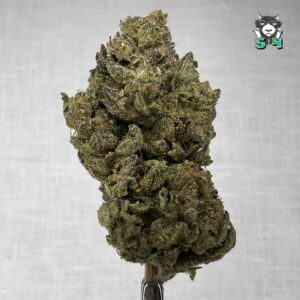Rainbow Mints - T12