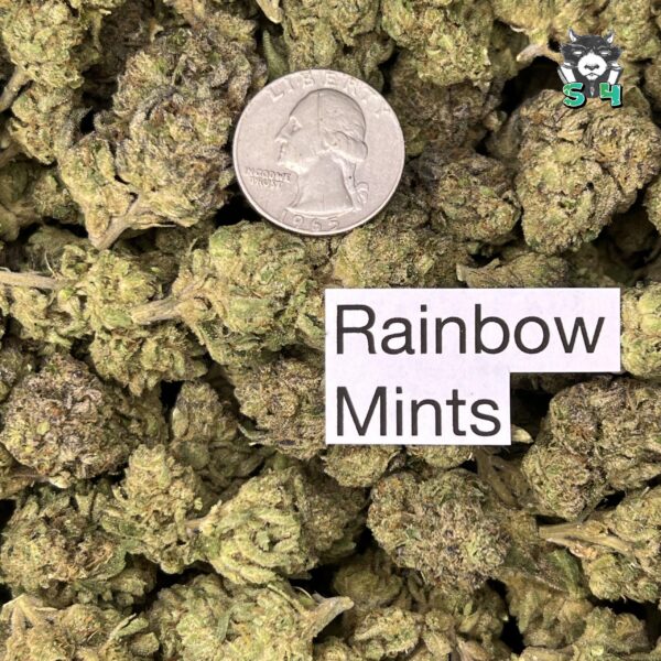 Rainbow Mints - T12 - Image 3