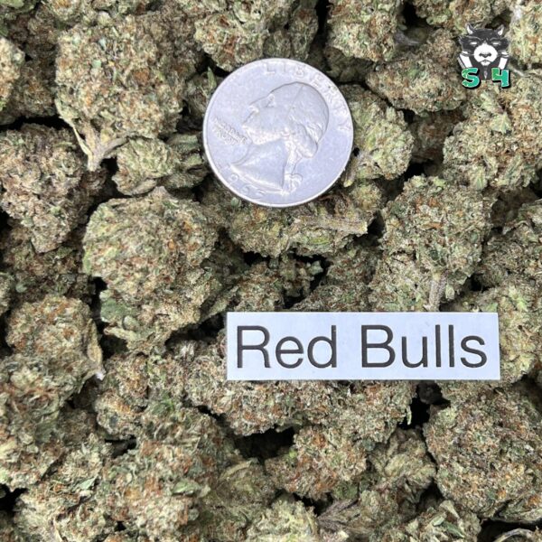 Red Bulls - T12 - Image 3