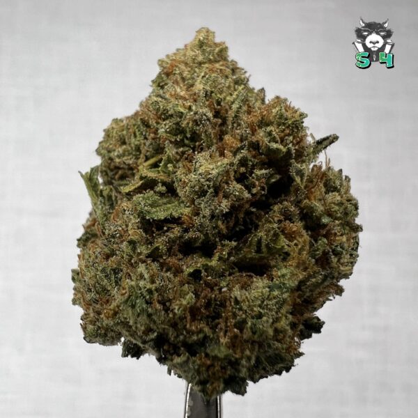 Sweet Tarts - T12