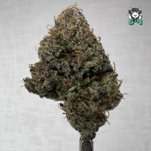 Double Cherry Gelato - S10