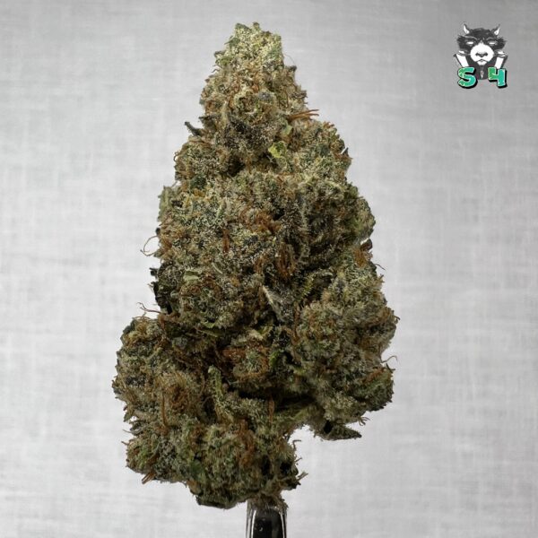 Lemon Bean - 63G55