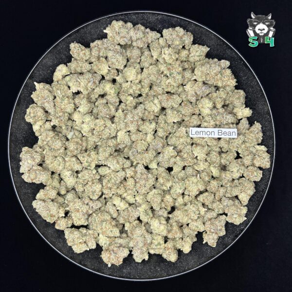 Lemon Bean - 63G55 - Image 2