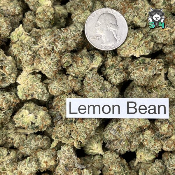 Lemon Bean - 63G55 - Image 3