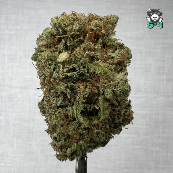Northern Haze - 91J12