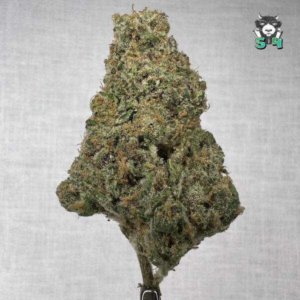 Mimosa - 82C2