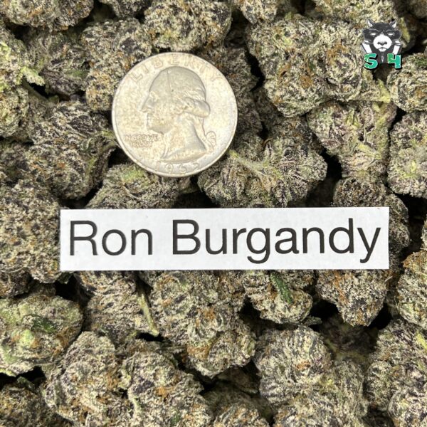Ron Burgundy - 94Z4 - Image 3