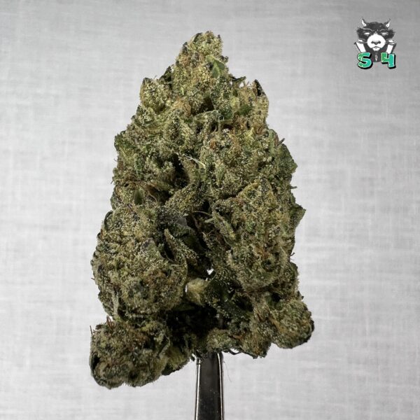 Lemon Cherry Gelato - 38L4