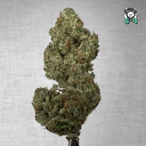 Lemon Bean - 95S7