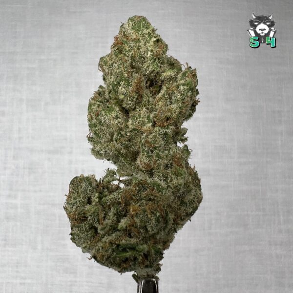 Lemon Bean - 95S7