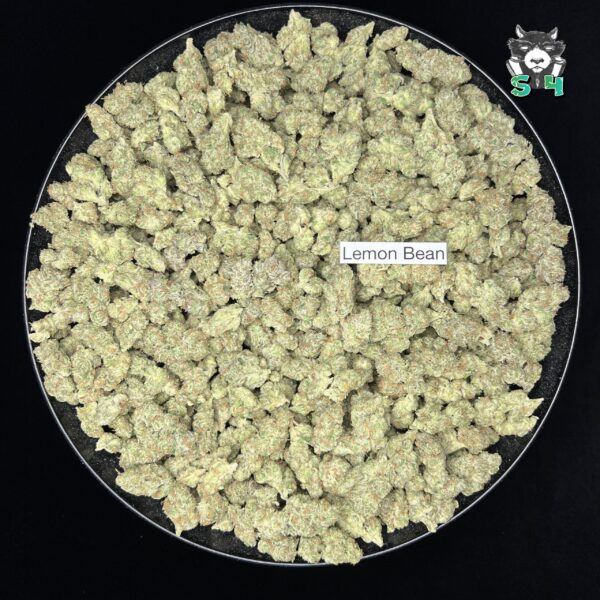 Lemon Bean - 95S7 - Image 2