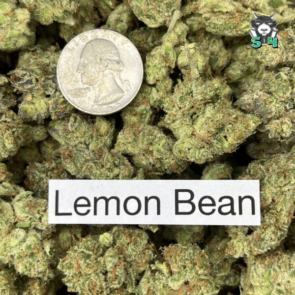 Lemon Bean - 95S7 - Image 3