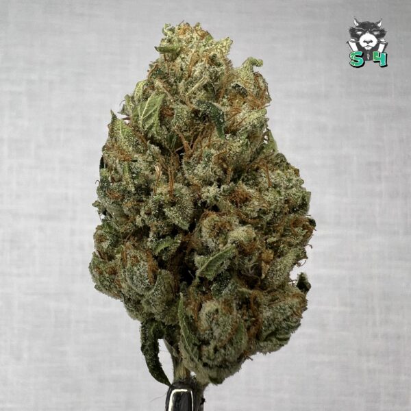Kalifa Kush - 88B17