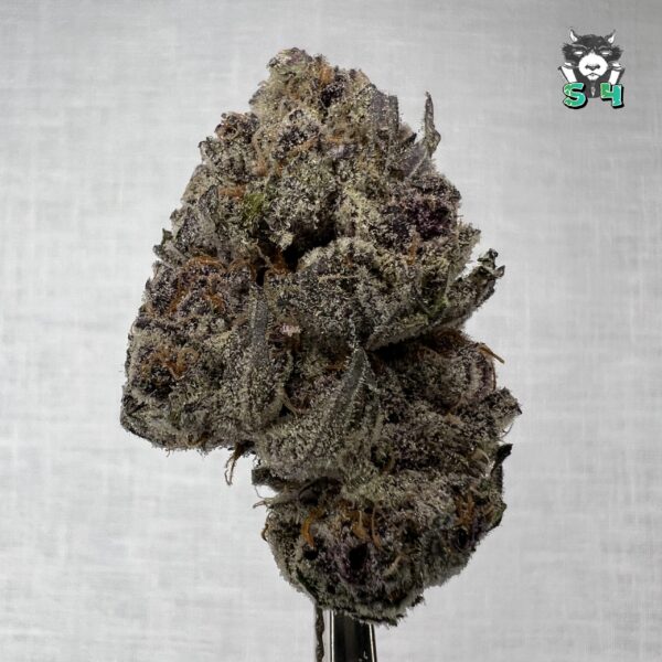 Super Boof - 92D6