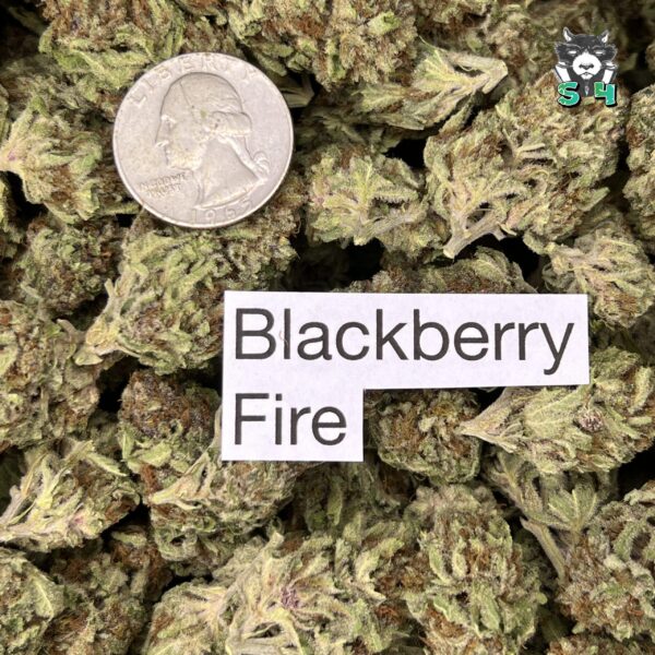 Blackberry Fire - 14Q7 - Image 3