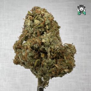 Blackjack - 81H55