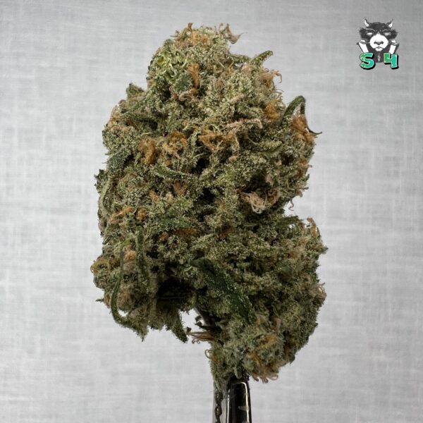 Blue Dream - 35D6
