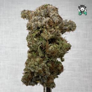 Mango Haze - 11S23