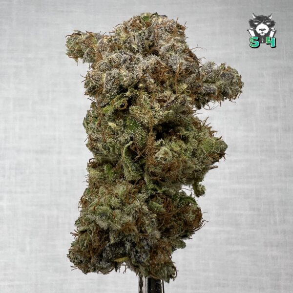 Mango Haze - 11S23