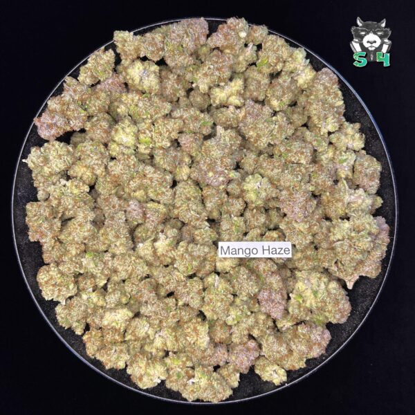 Mango Haze - 11S23 - Image 2