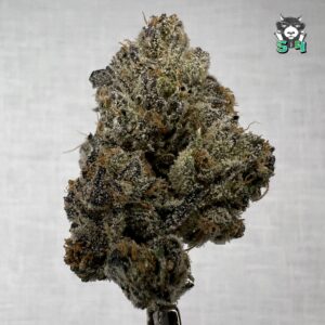 Lemon Cherry Gelato - 35S23