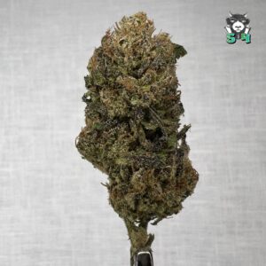 Lemon Cherry Gelato - 19S8