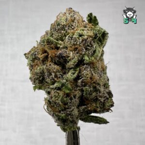 Runtz - 33F2