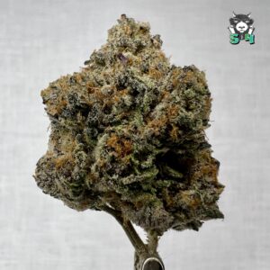 Gelato 41 - 75C33
