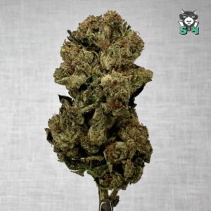 Vanilla Kush - 93M9