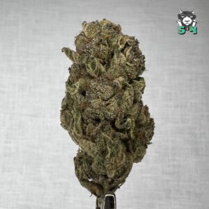 Trop Gelato - 35M9