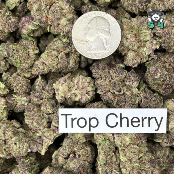Tropical Cherry - 34K3 - Image 3