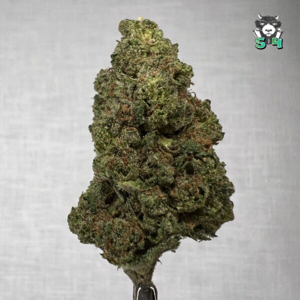 Jack Herer - 47K3