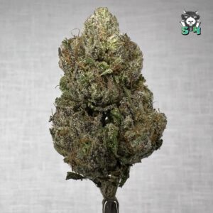 Bubblegum Runtz - 95B6
