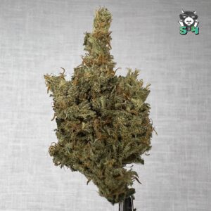Super Silver Haze - 25T5