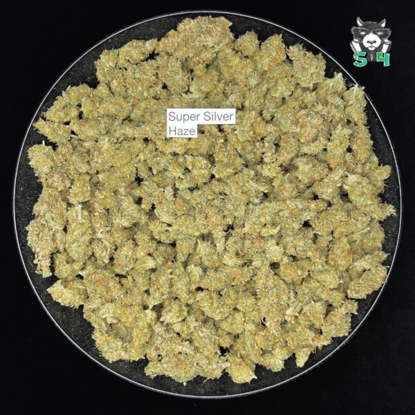 Super Silver Haze - 25T5 - Image 2