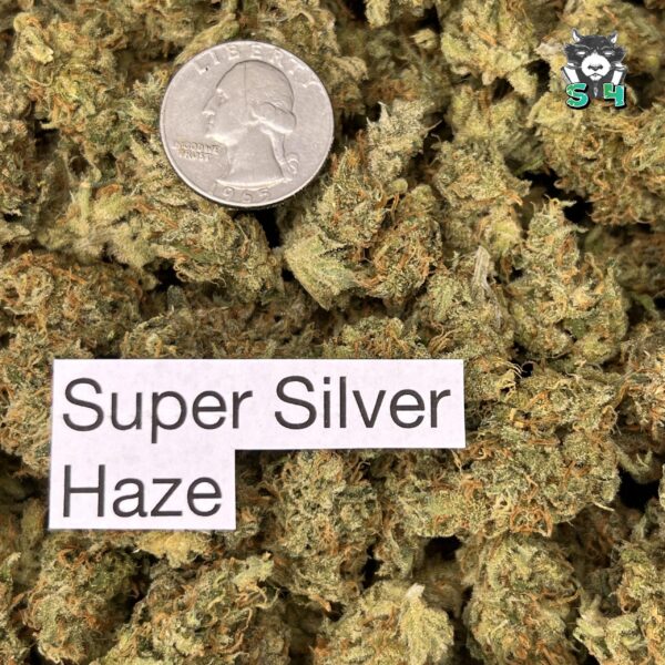 Super Silver Haze - 25T5 - Image 3