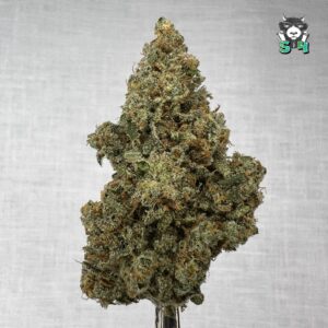 Jack Herer - 50W1