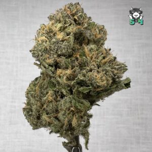 Blue Dream - 54T3