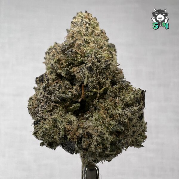 Obama Runtz - 61J6