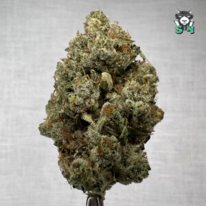 Kalifa Kush - 33B17