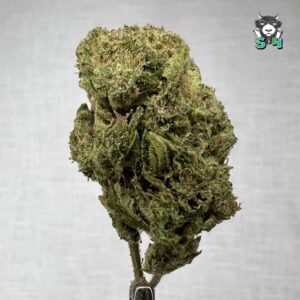 Lemon Cherry Gelato - 23L4