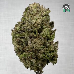 Lemon Cherry Gelato - 23S7