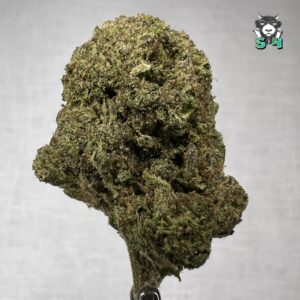 Candy Lemon Cherry Gelato - 12T5