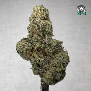 Lemon Cherry Gelato - 56K3